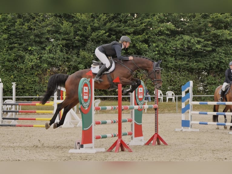 Holstein Gelding 5 years 16,2 hh Brown in Schenklengsfeld