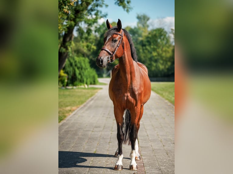 Holstein Gelding 5 years 16.2 hh Brown in Liptovská Sielnica