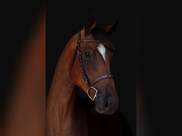 Holstein Gelding 5 years 16.2 hh Brown in Liptovská Sielnica