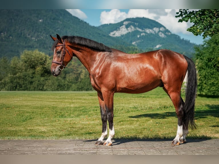 Holstein Gelding 5 years 16.2 hh Brown in Liptovská Sielnica