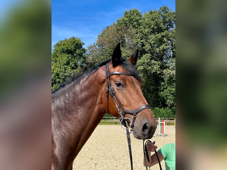 Holstein Gelding 5 years 16,2 hh Brown in Remscheid