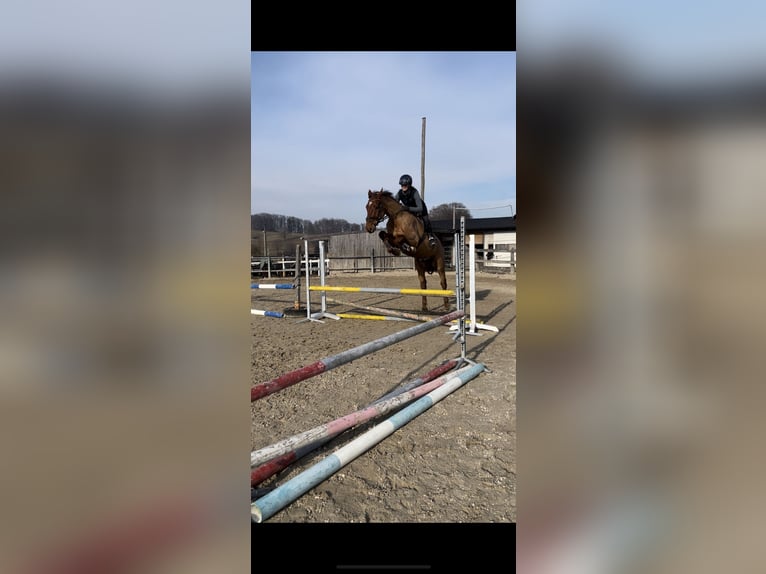 Holstein Gelding 5 years 16,2 hh Chestnut-Red in Lochen