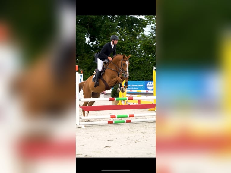 Holstein Gelding 5 years 16.2 hh Chestnut-Red in Hochdonn