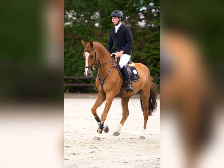 Holstein Gelding 5 years 16.2 hh Chestnut-Red in Hochdonn
