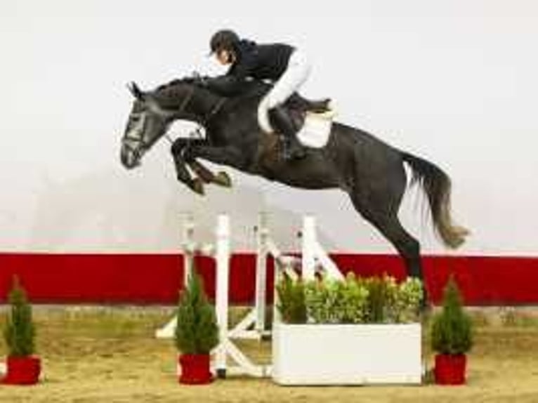 Holstein Gelding 5 years 16,2 hh Gray-Dark-Tan in Waddinxveen