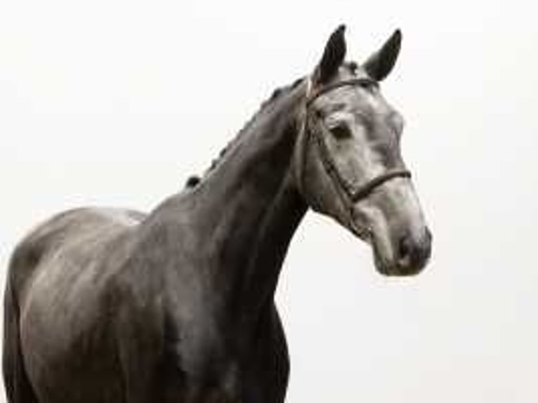 Holstein Gelding 5 years 16,2 hh Gray-Dark-Tan in Waddinxveen