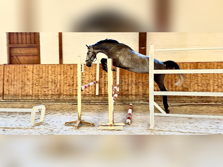 Holstein Gelding 5 years 16.2 hh Grey in Celle