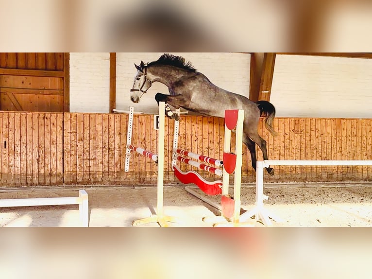 Holstein Gelding 5 years 16.2 hh Grey in Celle