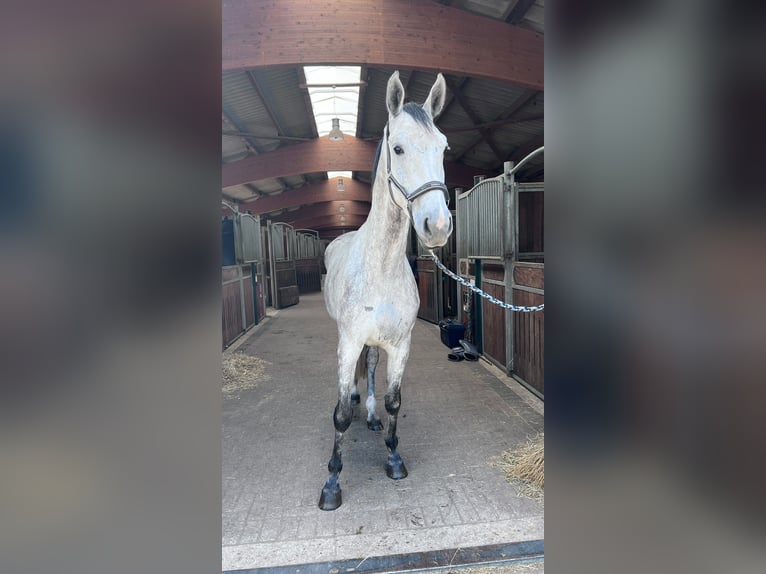 Holstein Gelding 5 years 16.2 hh Grey in Rosengarten