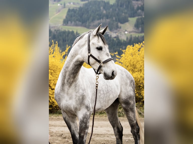 Holstein Gelding 5 years 16.2 hh Grey in Jenbach