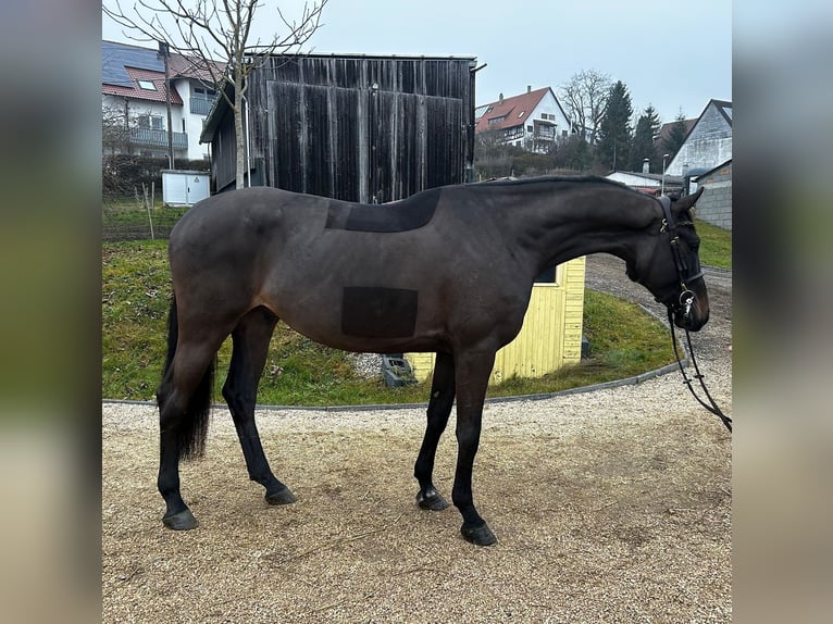 Holstein Gelding 5 years 16.2 hh Grey in Péron