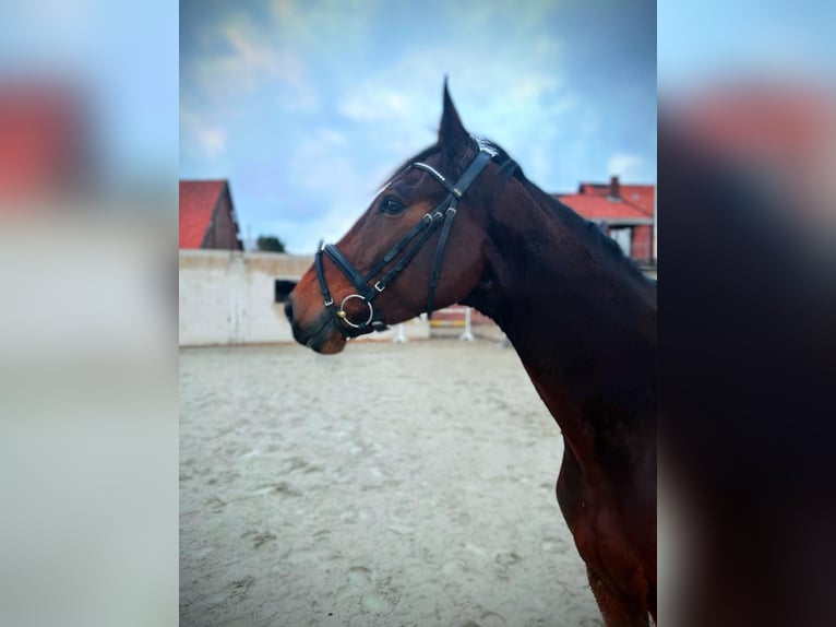 Holstein Gelding 5 years 16,3 hh Bay-Dark in Rehburg-Loccum Münchehagen