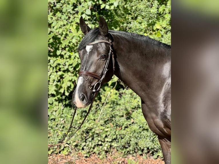 Holstein Gelding 5 years 16,3 hh Black in Westensee