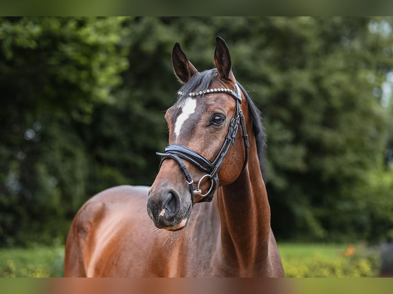 Holstein Gelding 5 years 16,3 hh Brown in Riedstadt