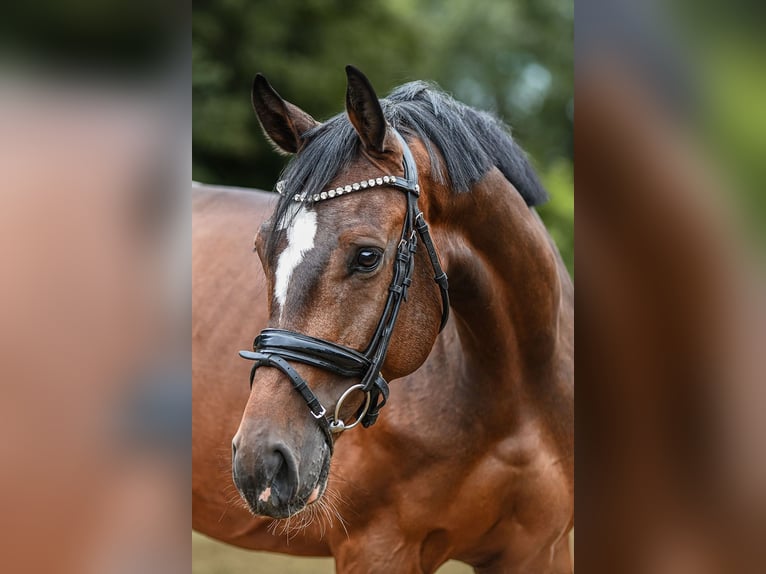 Holstein Gelding 5 years 16,3 hh Brown in Riedstadt