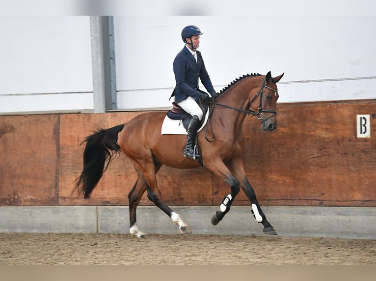 Holstein Gelding 5 years 16,3 hh Brown in Gomadingen