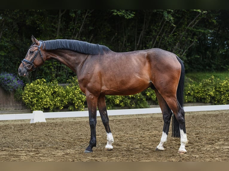 Holstein Gelding 5 years 16,3 hh Brown in Riedstadt