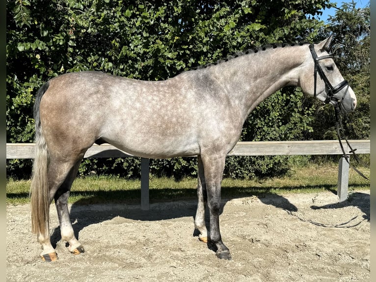 Holstein Gelding 5 years 16,3 hh Gray in Süderlügum