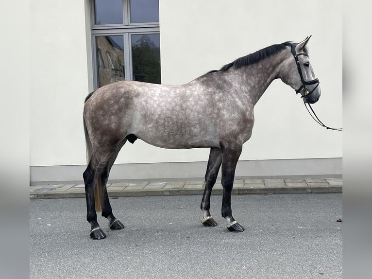 Holstein Gelding 5 years 16,3 hh Gray in Großhennersdorf