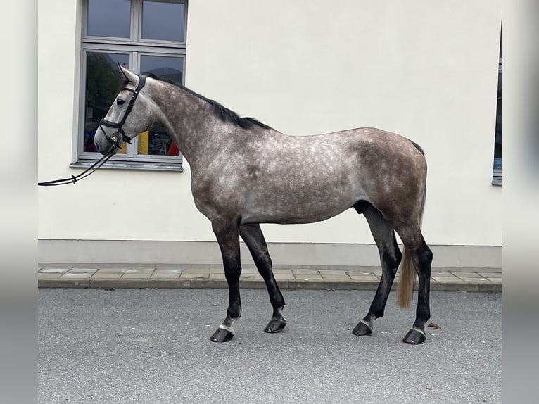 Holstein Gelding 5 years 16,3 hh Gray in Großhennersdorf