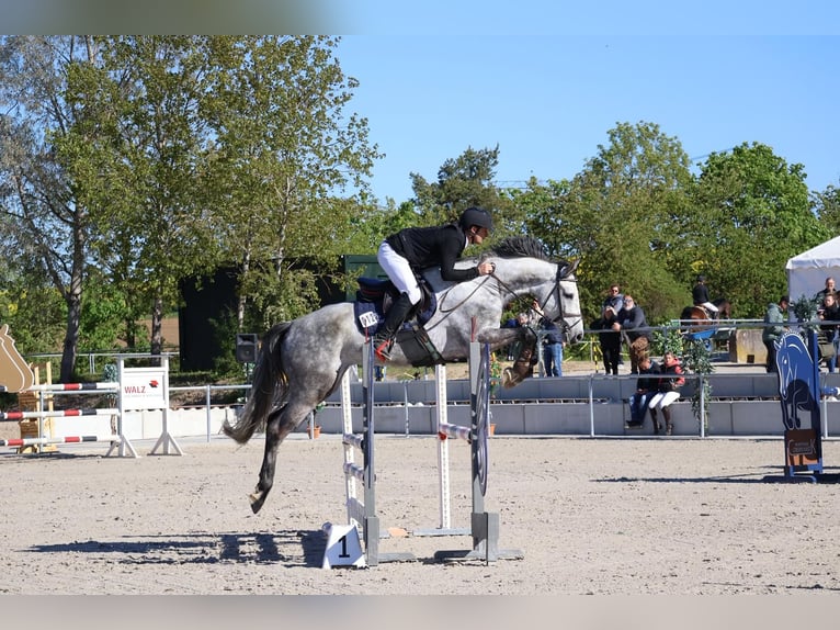 Holstein Gelding 5 years 16.3 hh Grey-Dapple in Seckach