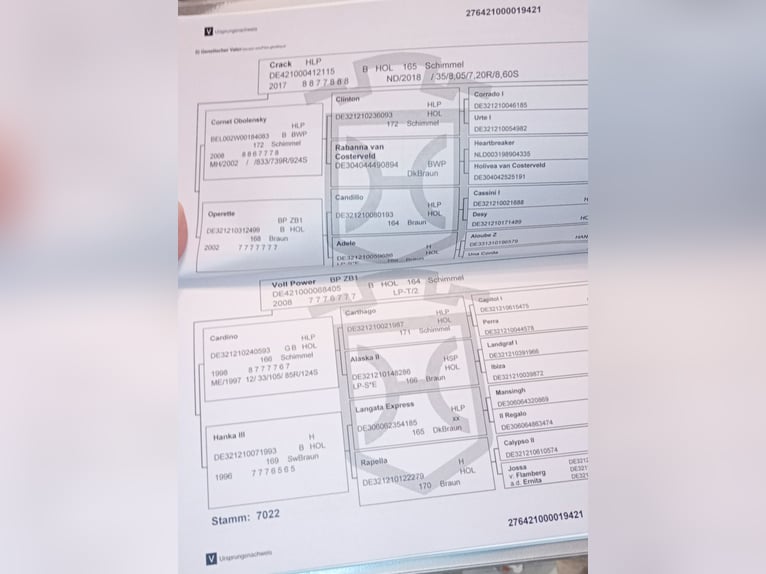 Holstein Gelding 5 years 16.3 hh Grey in Bremen