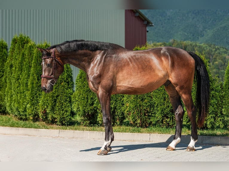 Holstein Gelding 5 years 16.3 hh  in Liptovská Sielnica