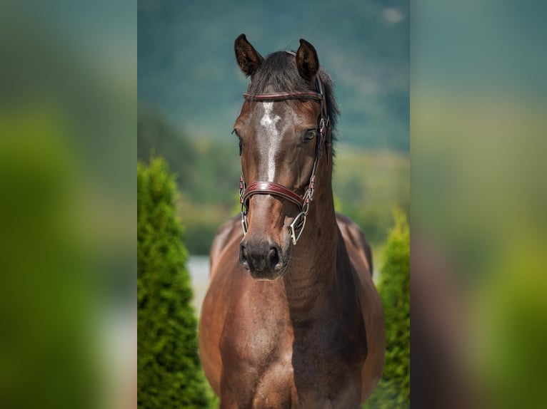Holstein Gelding 5 years 16.3 hh  in Liptovská Sielnica