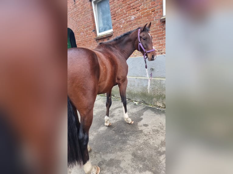 Holstein Gelding 5 years 16 hh Bay-Dark in Wilhelmshaven