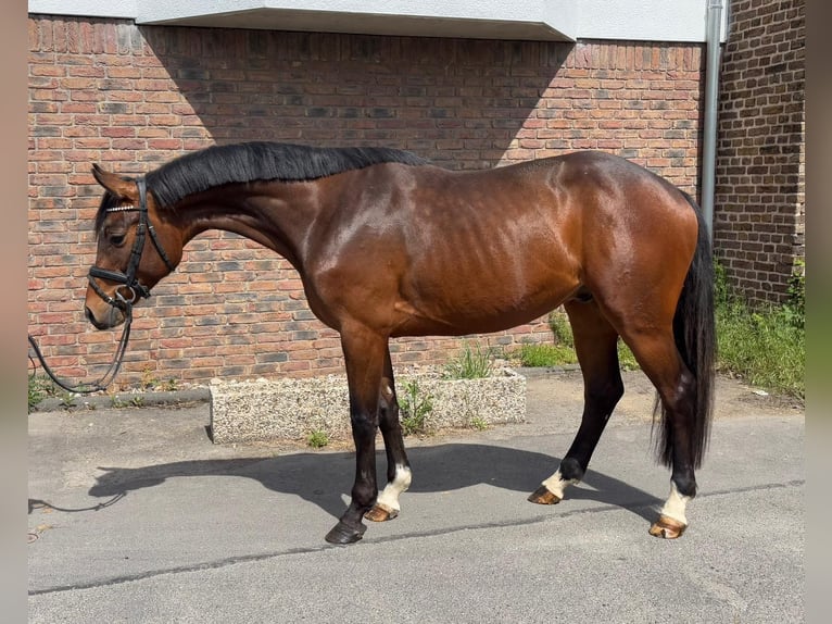 Holstein Gelding 5 years 16 hh Bay-Dark in Niederkassel