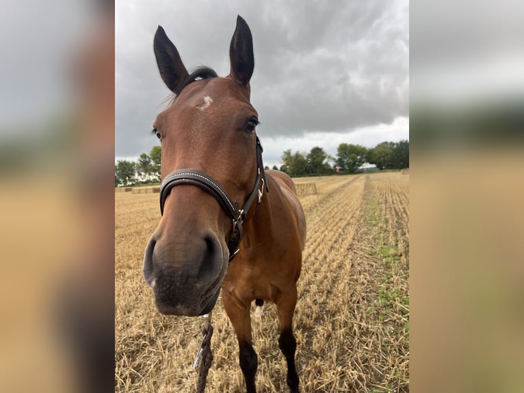 Holstein Gelding 5 years 16 hh Bay-Dark in Stralsund