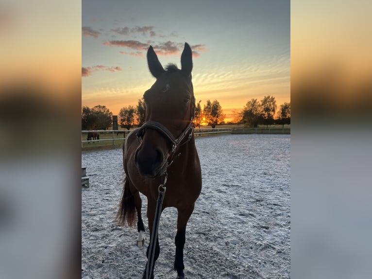 Holstein Gelding 5 years 16 hh Bay-Dark in Stralsund