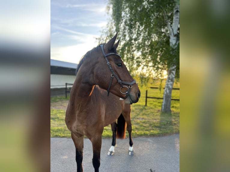 Holstein Gelding 5 years 16 hh Bay-Dark in Stralsund