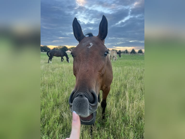 Holstein Gelding 5 years 16 hh Bay-Dark in Stralsund