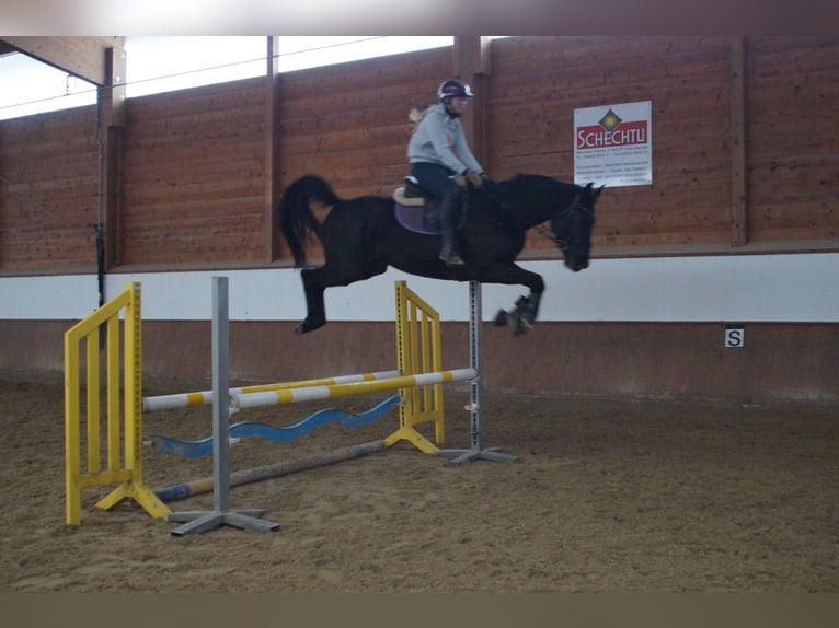 Holstein Gelding 5 years 16 hh Black in Unterneukirchen