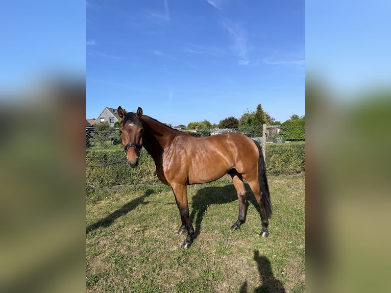 Holstein Gelding 5 years 16 hh Brown in Neumünster