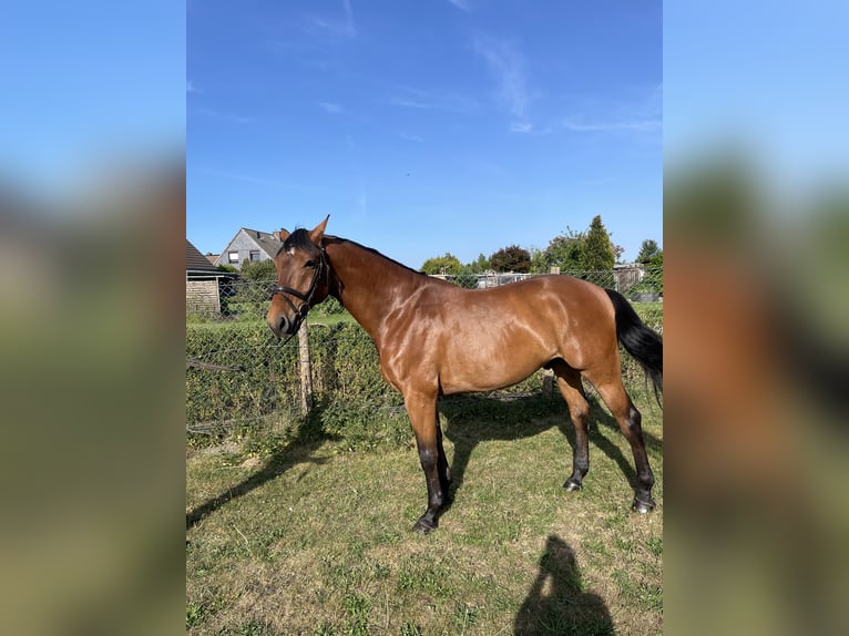 Holstein Gelding 5 years 16 hh Brown in Neumünster