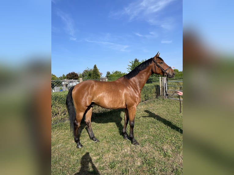 Holstein Gelding 5 years 16 hh Brown in Neumünster
