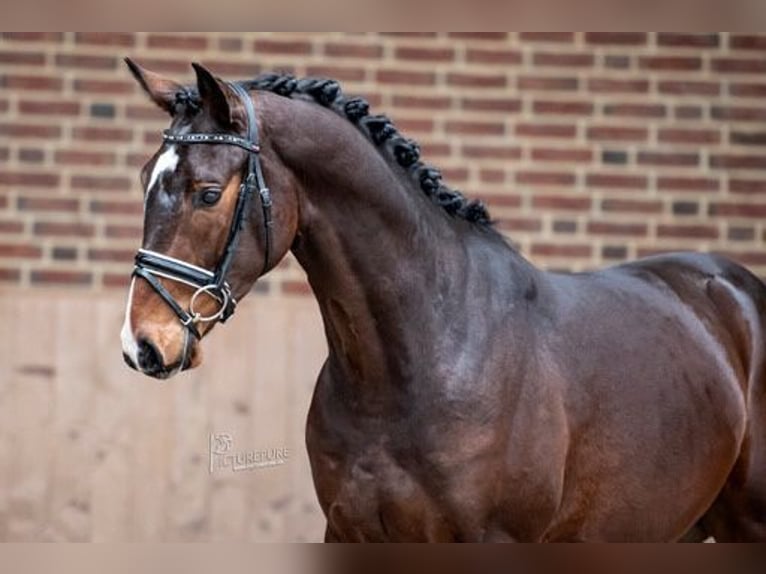 Holstein Gelding 5 years 16 hh Brown in Goch