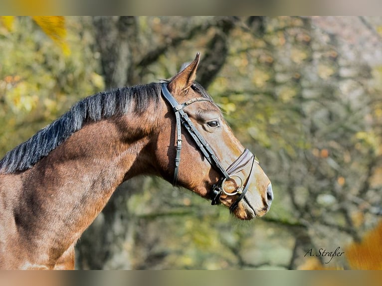 Holstein Gelding 5 years 16 hh Brown in Freilassing