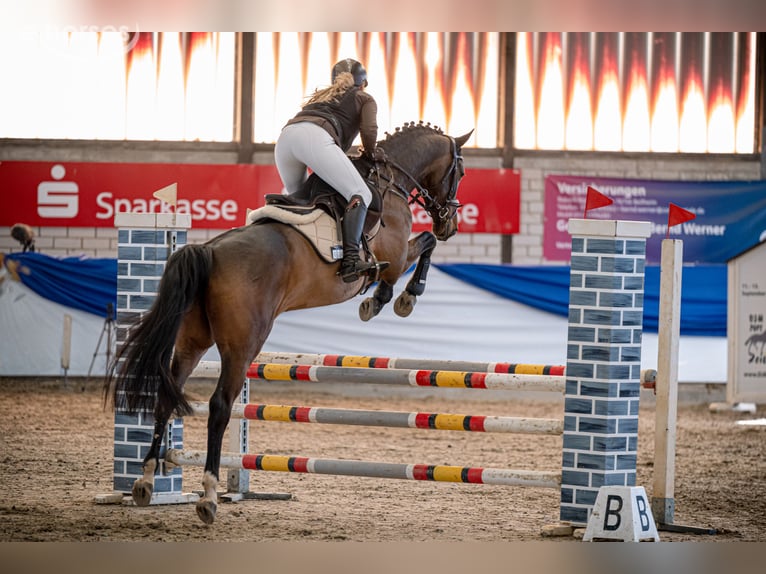 Holstein Gelding 5 years 16 hh Brown in Landau in der Pfalz
