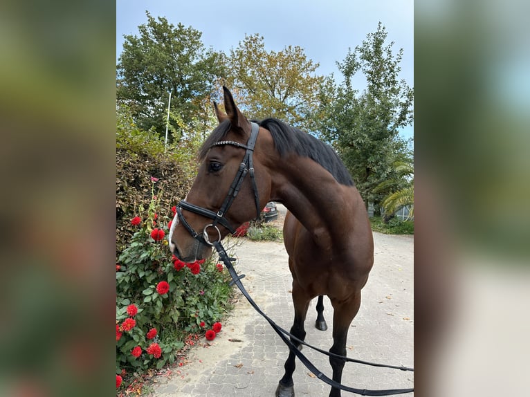 Holstein Gelding 5 years 16 hh Brown in Babenhausen