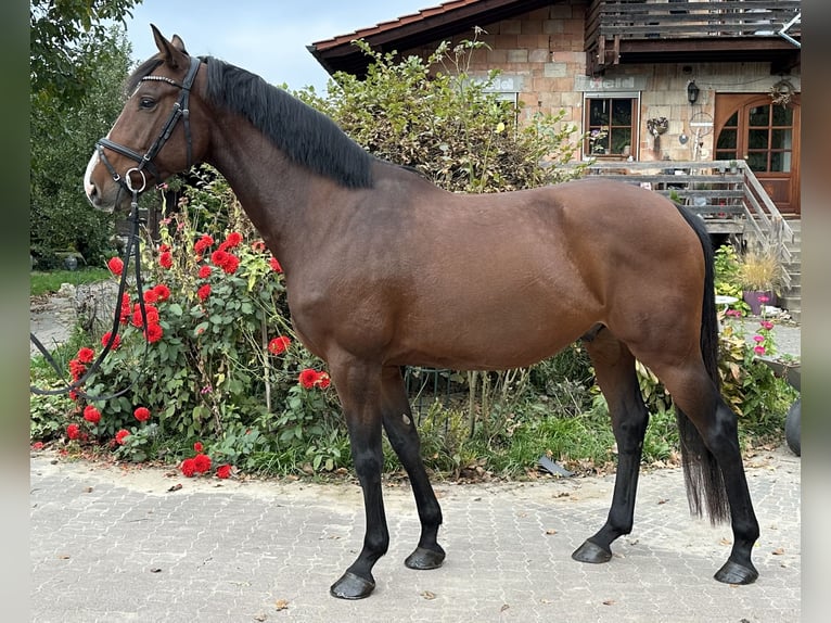 Holstein Gelding 5 years 16 hh Brown in Babenhausen