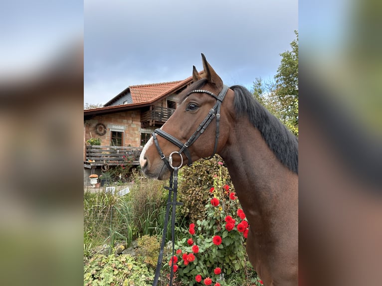 Holstein Gelding 5 years 16 hh Brown in Babenhausen