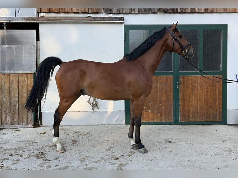 Holstein Gelding 5 years 16 hh Brown in Weißenbach