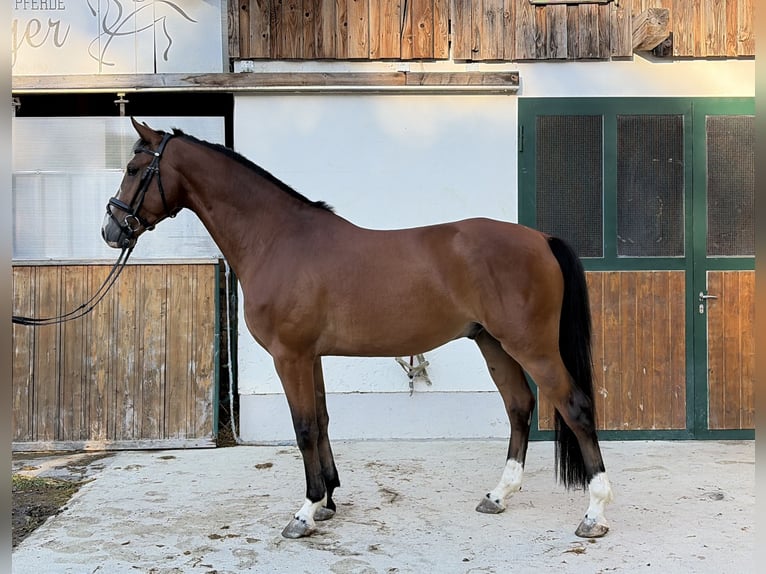 Holstein Gelding 5 years 16 hh Brown in Weißenbach