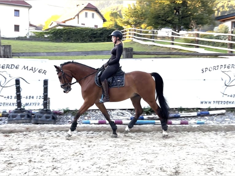 Holstein Gelding 5 years 16 hh Brown in Weißenbach