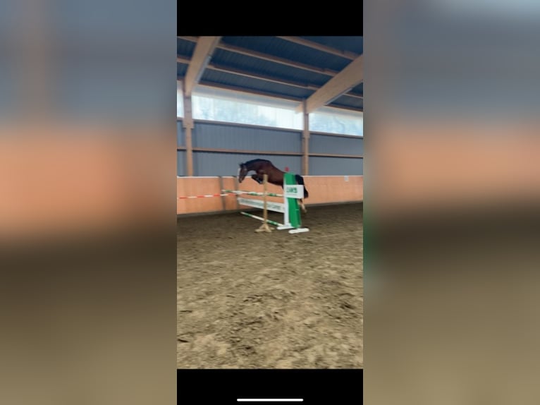 Holstein Gelding 5 years 16 hh Brown in Krumstedt