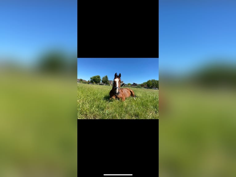 Holstein Gelding 5 years 16 hh Brown in Krumstedt