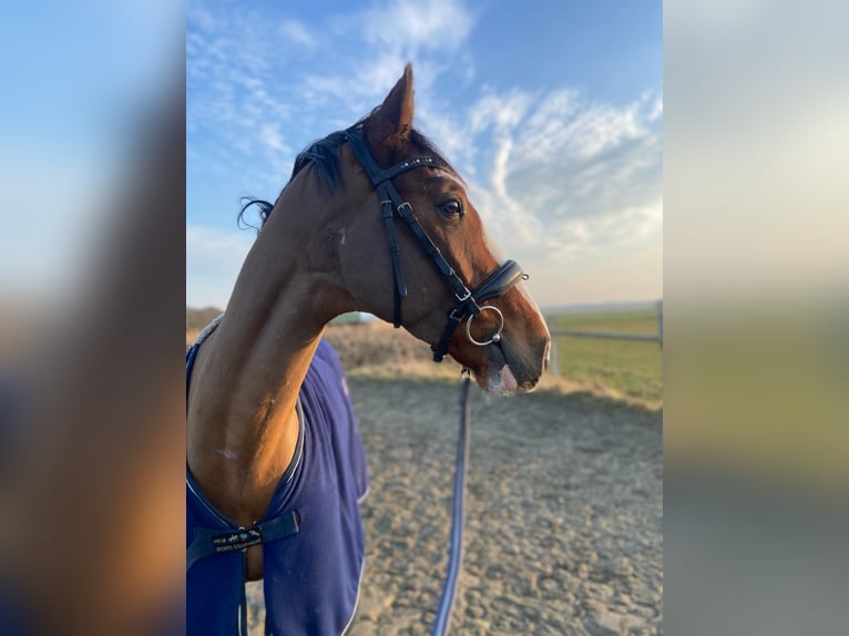 Holstein Gelding 5 years 16 hh Brown in Krumstedt